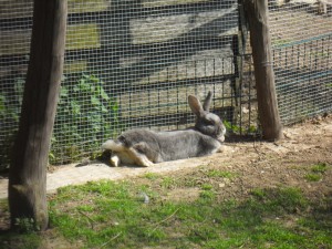 Lepus pascha (dt. Osterhase)