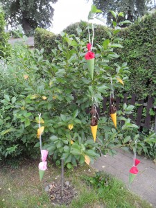 Zuckertütenbaum im Garten